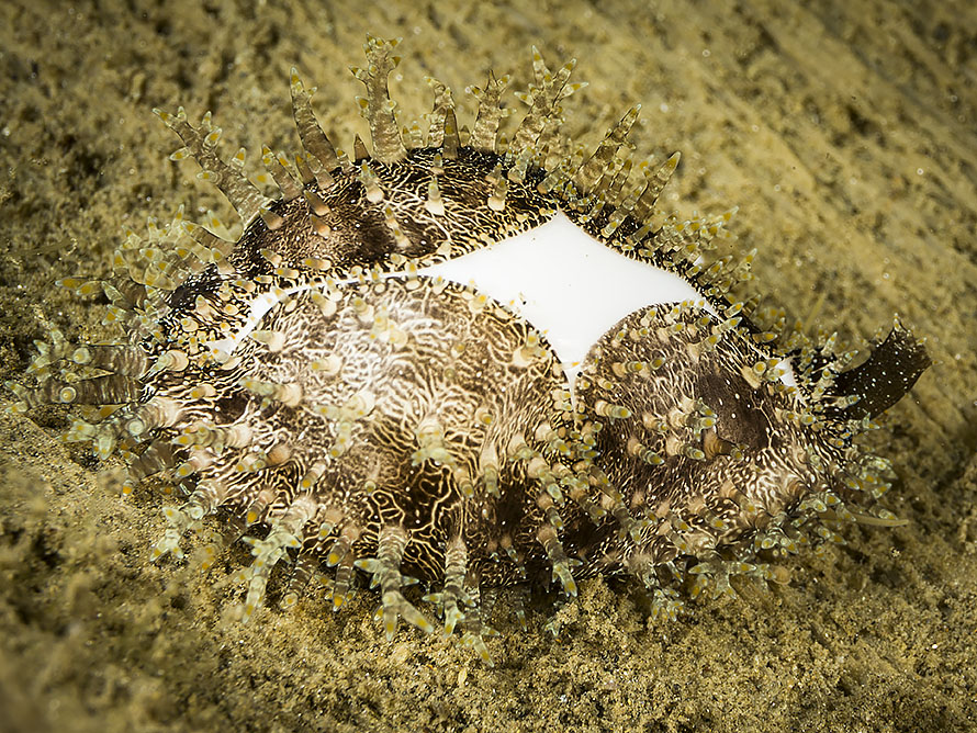 Monetaria annulus